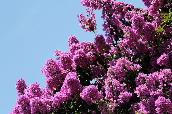 Drzewo fioletowy chwały — Zdjęcie stockowe