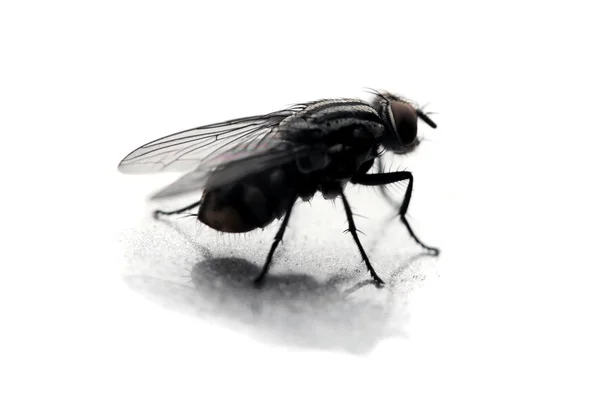 Fly with shadown — Stock Photo, Image