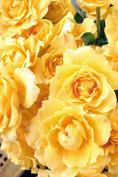 Yellow roses — Stock Photo, Image