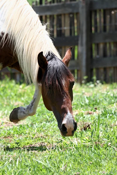 Horse head — Stock Photo, Image