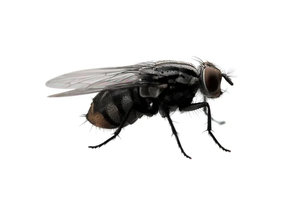 Fly isolated — Stock Photo, Image