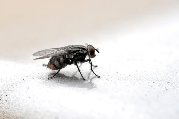 Fliegenmakro — Stockfoto