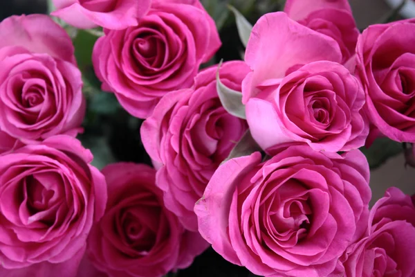 Rosas cor de rosa — Fotografia de Stock