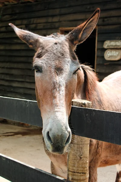 Pawed savec — Stock fotografie