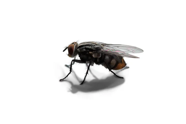 Fly isolated — Stock Photo, Image