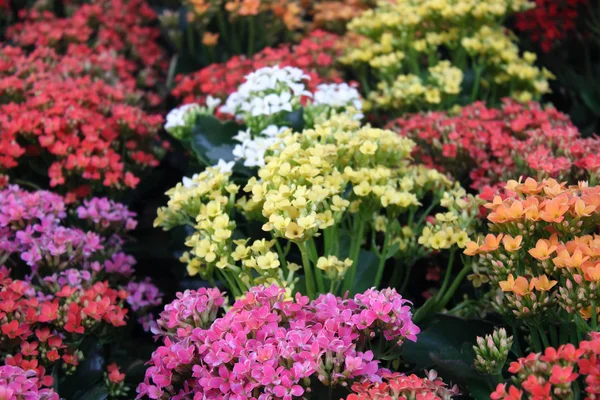 Floriculture — Stock Photo, Image