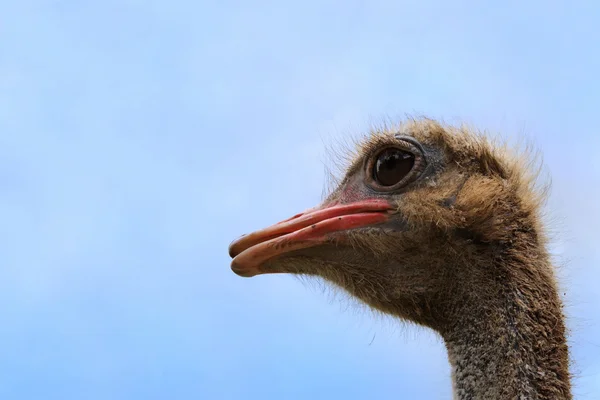 Struisvogel hoofd — Stockfoto