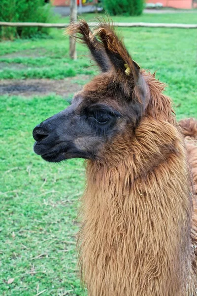 Llama — Stock Photo, Image
