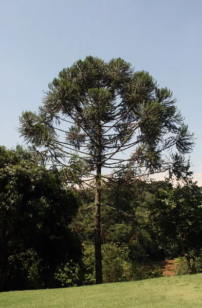 Araucaria Angustifolia — Foto Stock