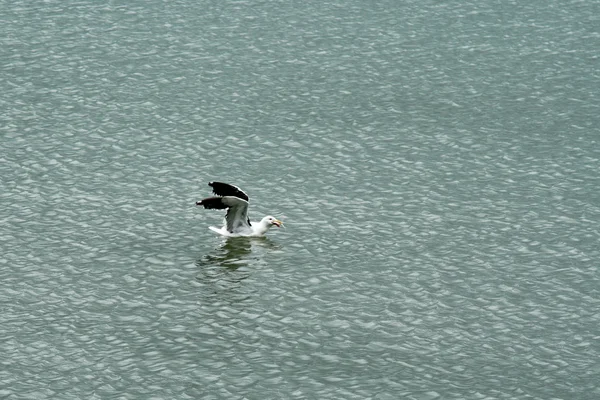 Tenho peixe. ! — Fotografia de Stock