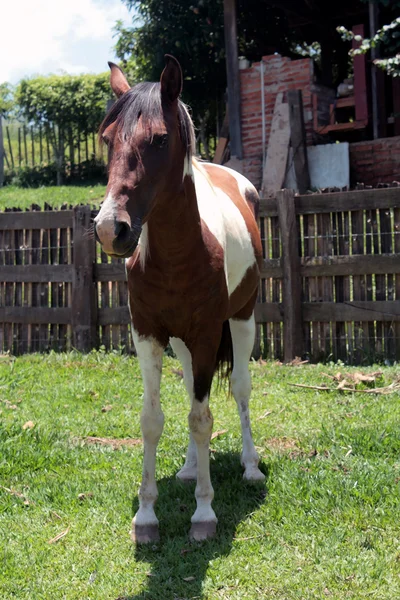 Häst på en gård — Stockfoto