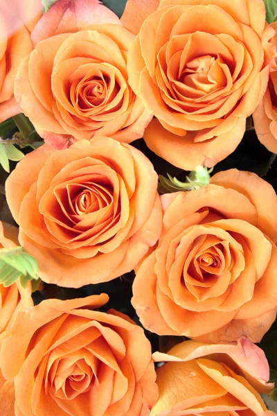 Roses oranges — Photo