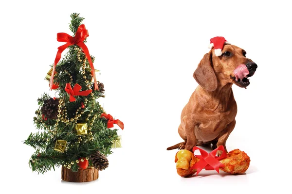 Natale canino — Foto Stock
