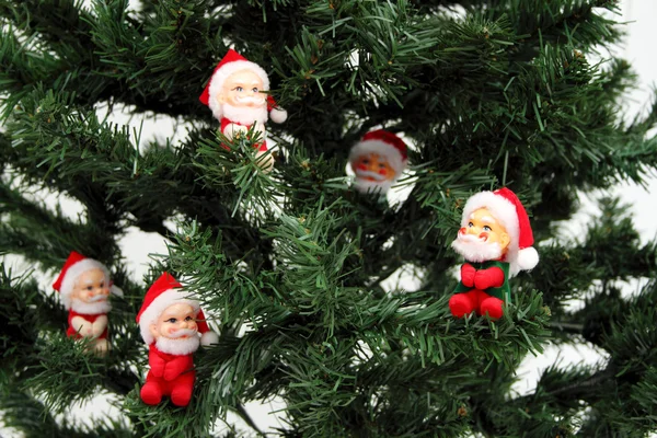 Santas on pine tree — Stock Photo, Image