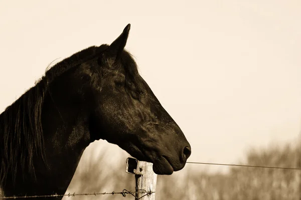 Horse head - Sepia Toned — Stock Photo, Image