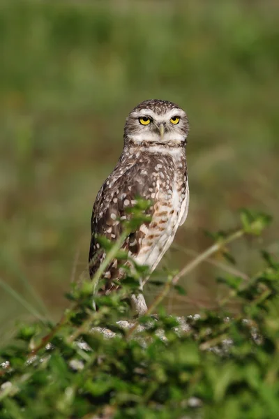 Eine Eule — Stockfoto