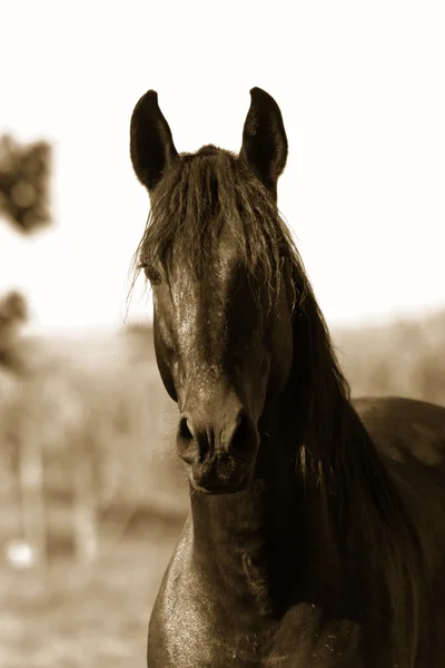 Horse head - Sepia Toned — Stock Photo, Image