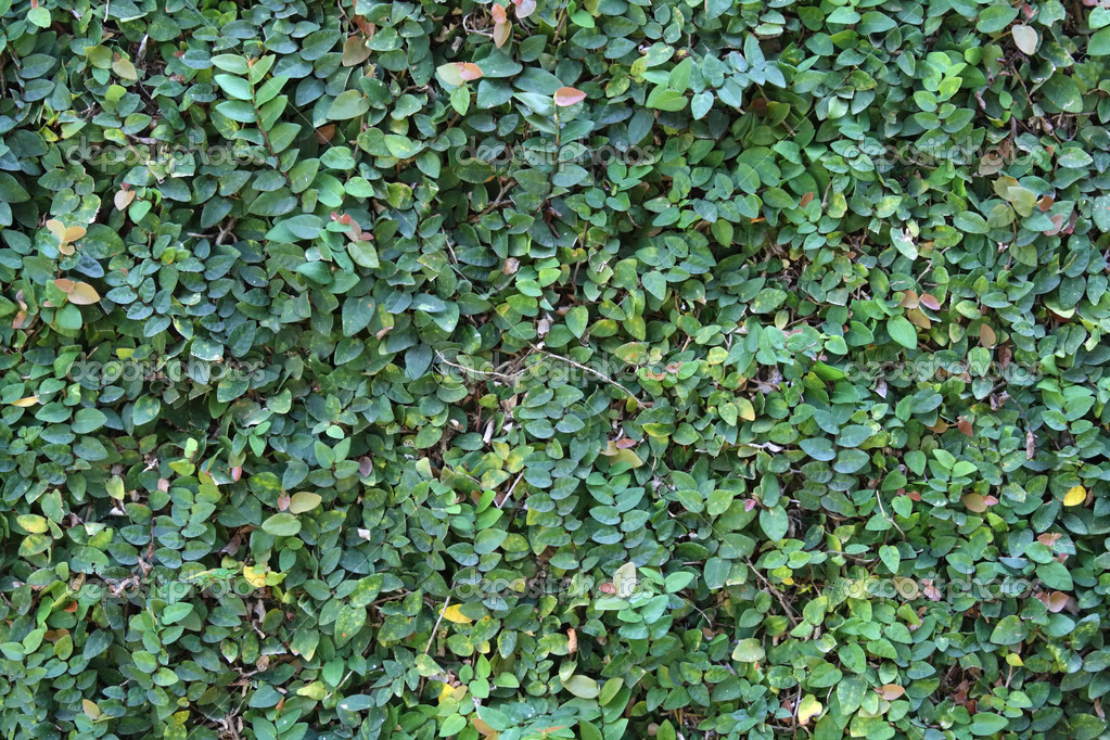 Creeper Plant — Stock Photo © lucato 12604633