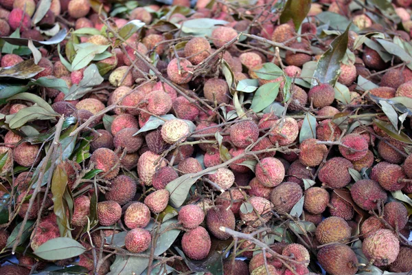 Litchi — Photo