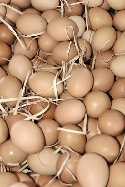 Huevos pardos en un nido — Foto de Stock