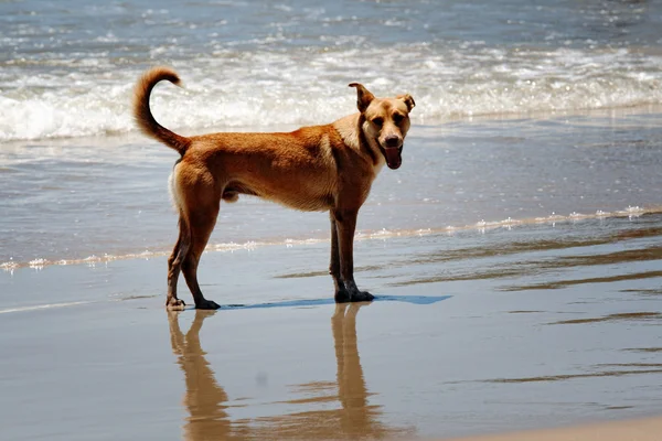 Cão na praia — Fotografia de Stock