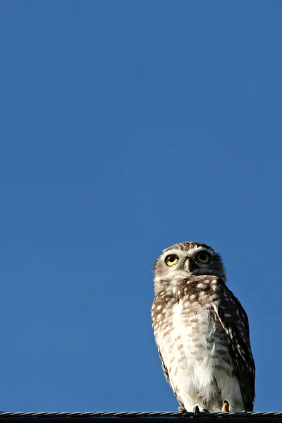 Eule auf Draht bei klarem Himmel — Stockfoto