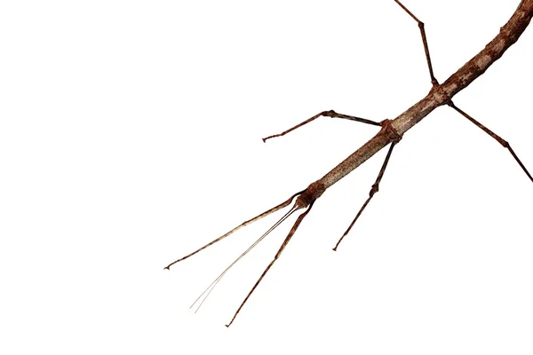 Walking stick (Phasmatodea) — Stock Photo, Image