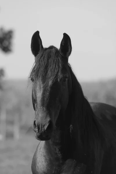 Black and white horse head — Stock Photo, Image