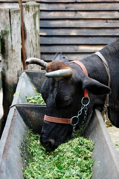 Pojídání krav — Stock fotografie