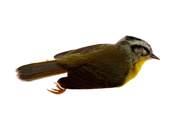 Dead great kiskadee bird — Stock Photo, Image