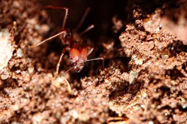 Hormiga del primer plano del agujero — Foto de Stock