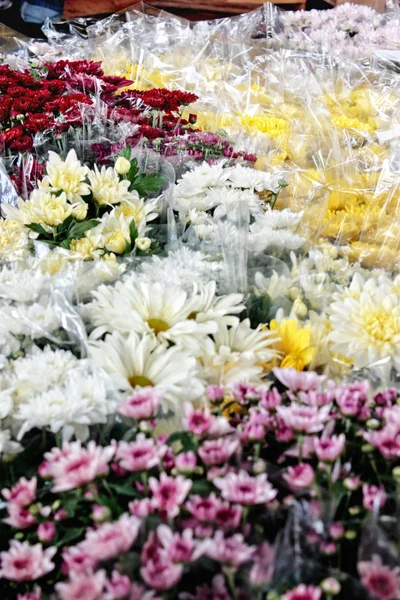 Floricultura — Fotografia de Stock