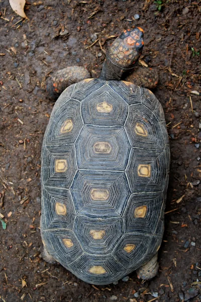Вид сверху на черепаху — стоковое фото