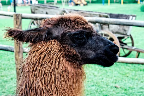 Lama gezicht — Stockfoto