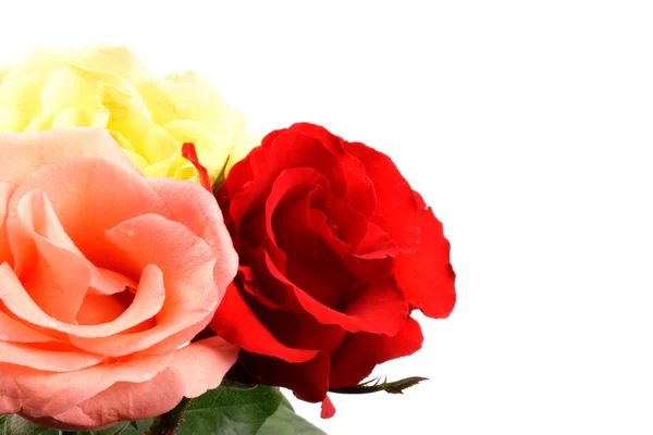 Färgade rosor — Stockfoto