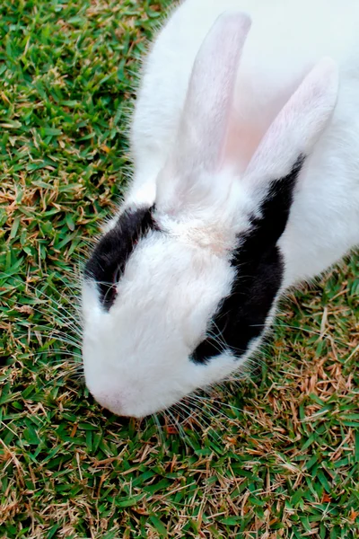 Detalhe da cabeça de coelho na grama — Fotografia de Stock