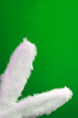 yeşil renkli tavşan kulağı