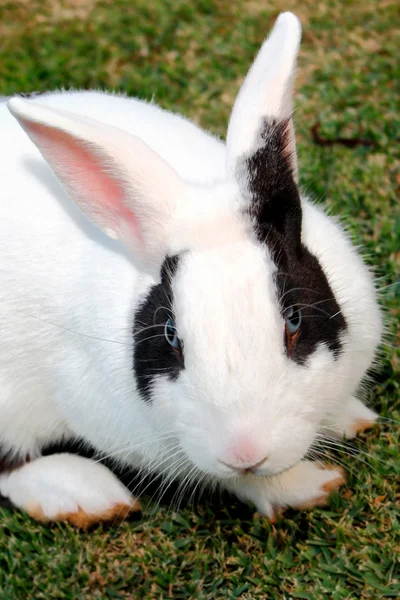 Primo piano del coniglio — Foto Stock