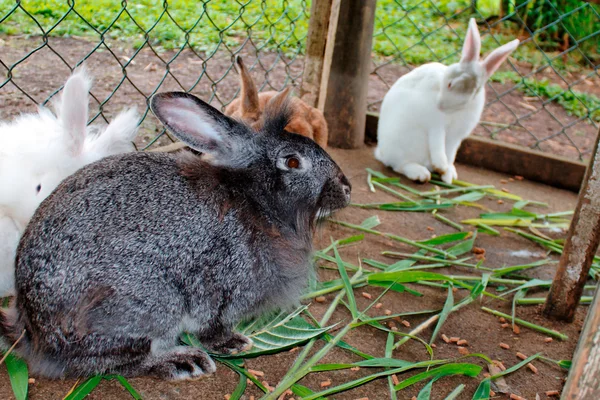 Rabbits in cage — Stock Photo, Image