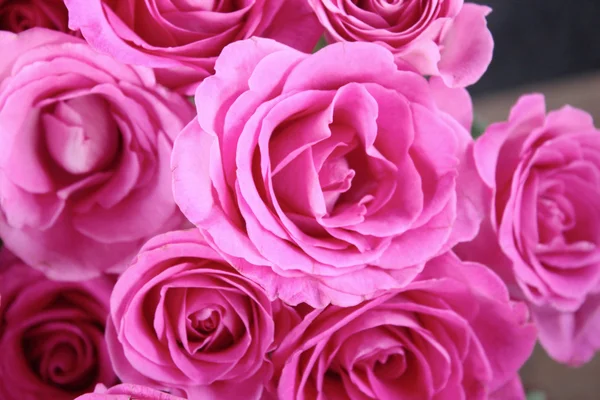 Pink roses — Stock Photo, Image