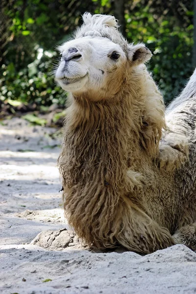 Kamel aus nächster Nähe — Stockfoto