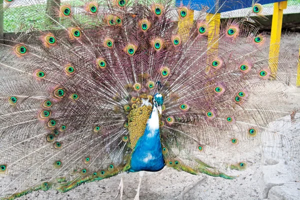 Peafowl indiano — Fotografia de Stock