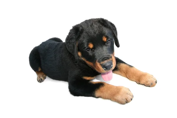 Cachorro rottweiler — Foto de Stock