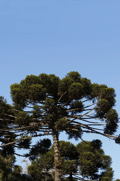 Araucaria Angustifolia — Stock Photo, Image