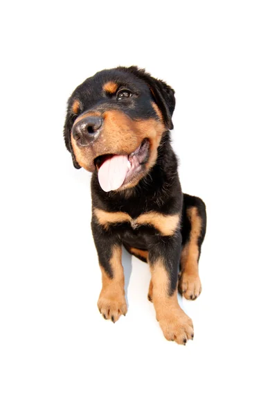 Cachorro rottweiler —  Fotos de Stock