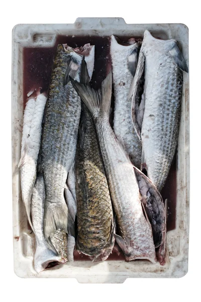 Cleaned fishes in a container — Stock Photo, Image