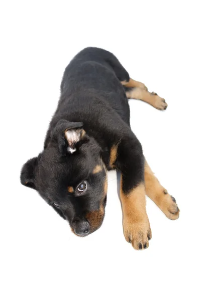 Cachorro rottweiler — Foto de Stock