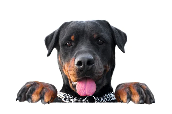 Soporte rottweiler — Foto de Stock