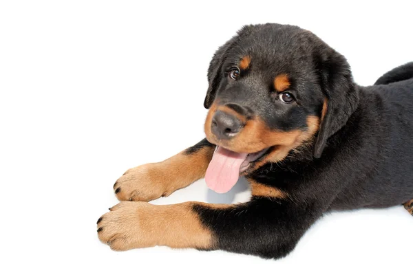 Cachorro rottweiler — Foto de Stock