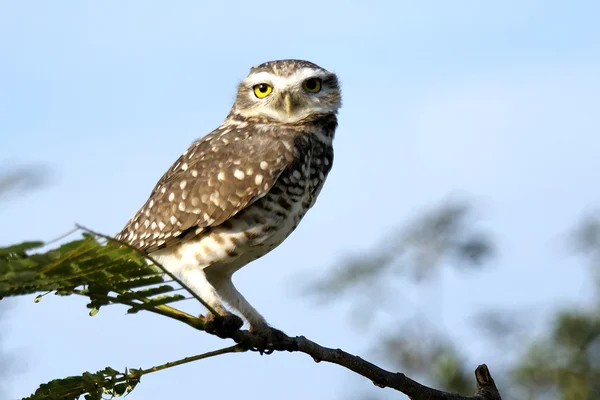 Eule auf Ast — Stockfoto